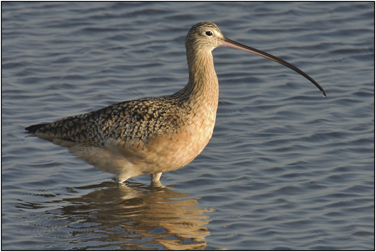 Long-billed Curlew
