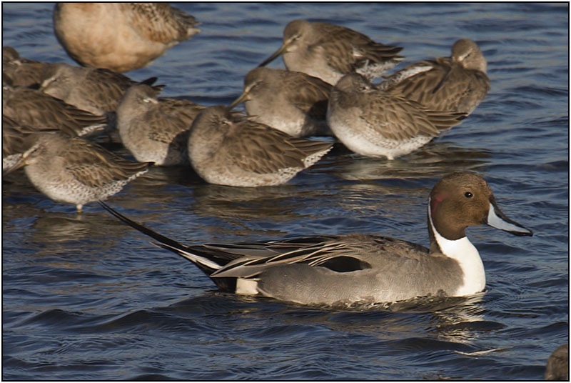 Northern Pintail