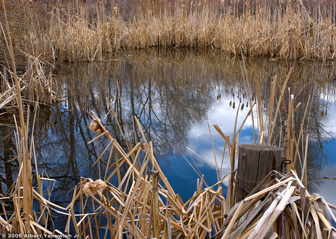 Pond Reflections