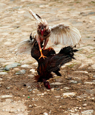 Cock Fight, Trinidad Cuba  5