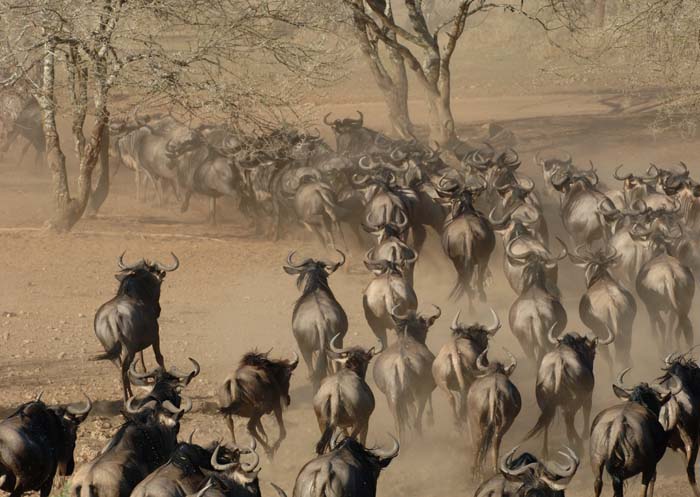 WildeBeest Stampede, Serengeti 1