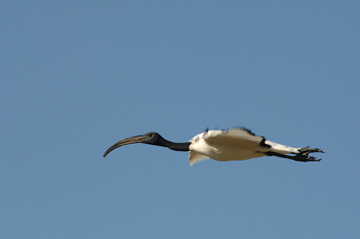 Ibis in Flight, Ngorongoro Crater 