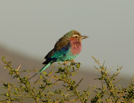 Lilac Breasted Roller, Serengeti   2