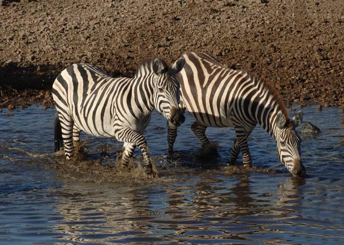 Zebras, Serengeti  12
