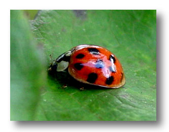 o4/57/607557/1/53183204.ladybug.jpg