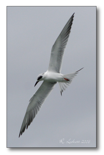 Forsters Tern searching for minnows