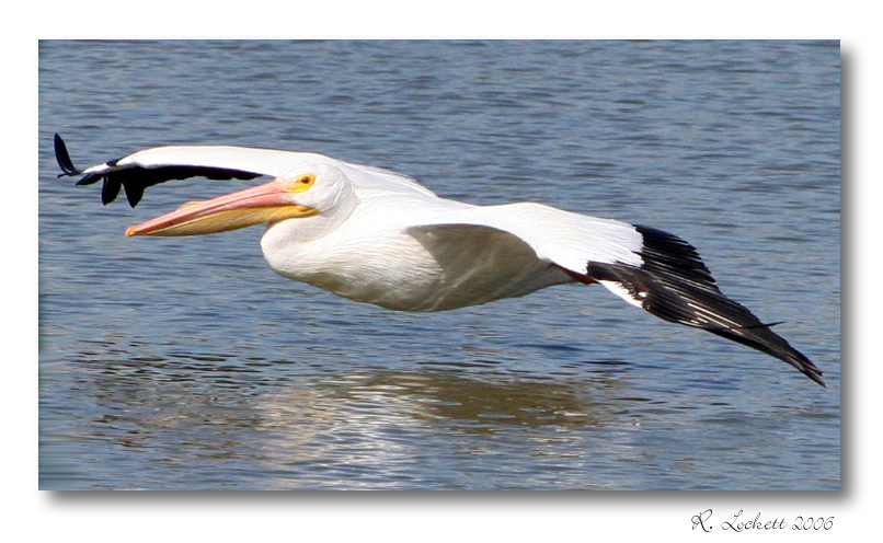 inches above the water