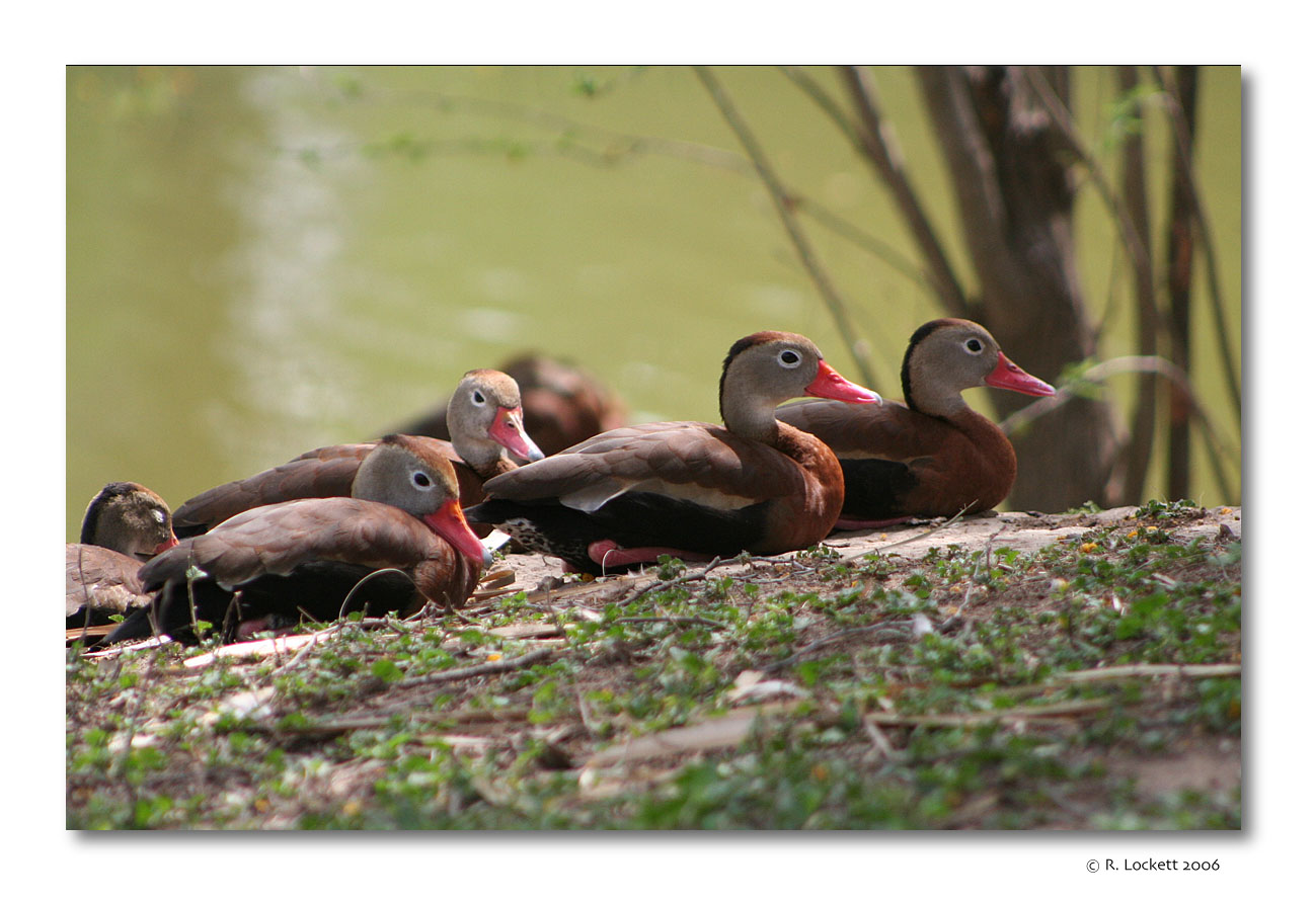 ducks on the bank