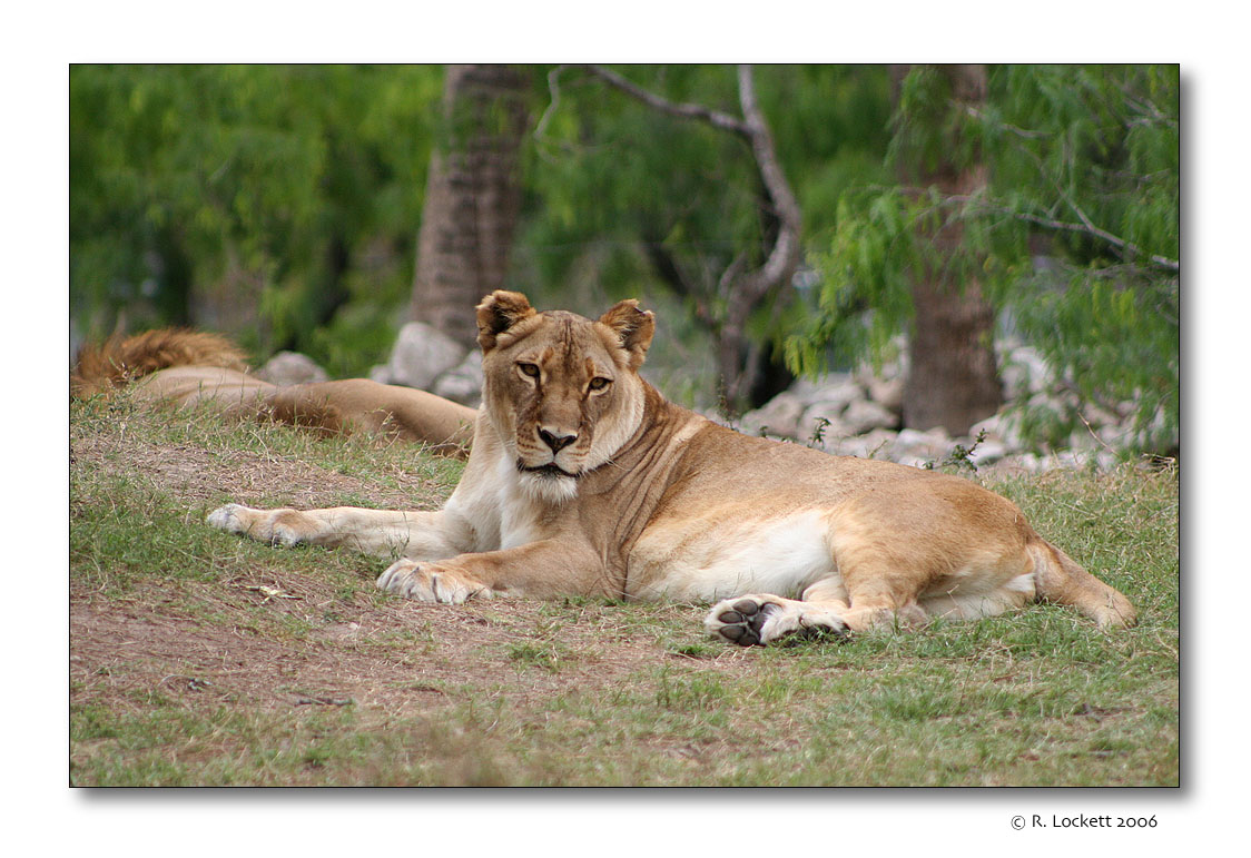 paws of the queen, king at rest