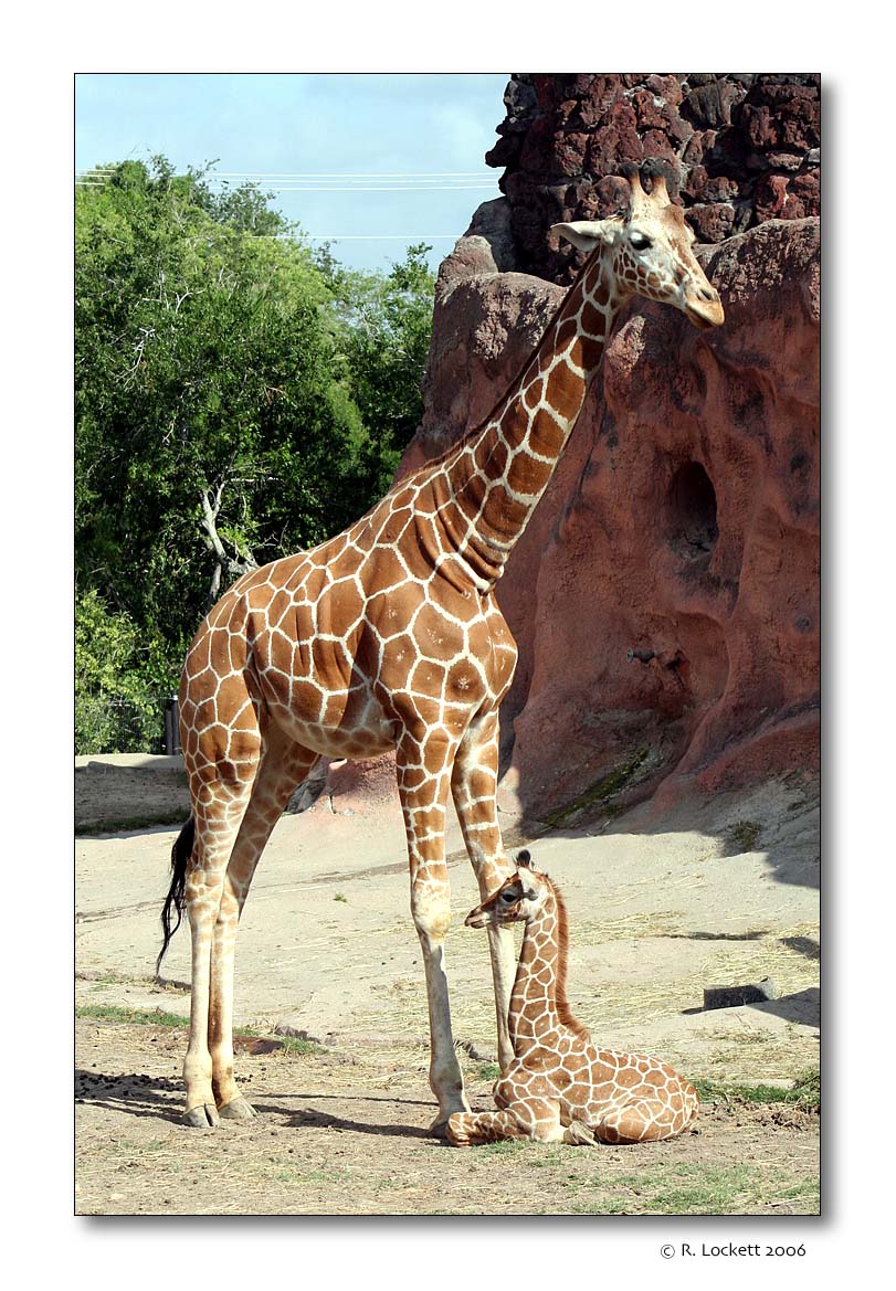 Baby giraffe with mom