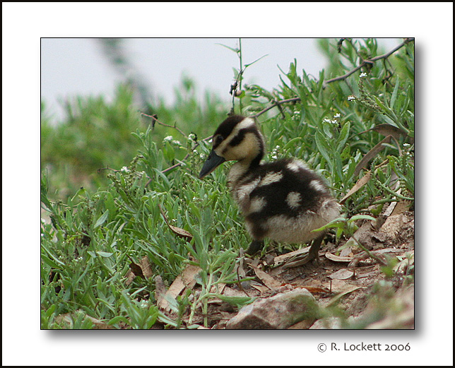 Natures spots and stripes