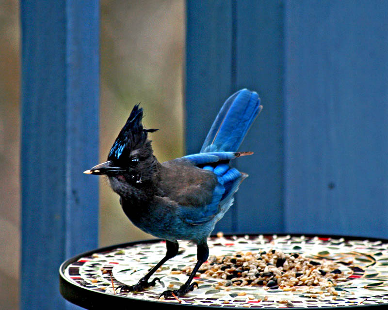 Stellers Jay