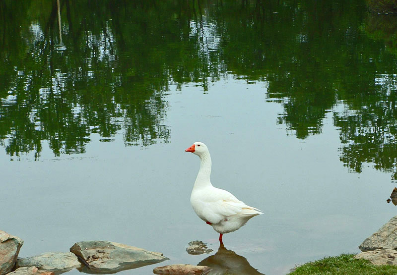 Framed Goose
