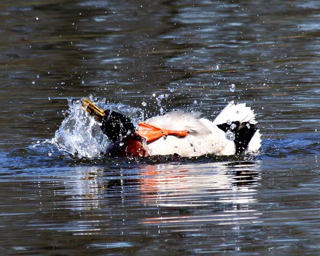 Splish, Splash - Taking a Bath