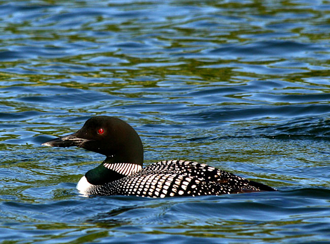Loon