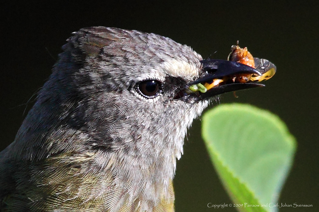 Flavescent Bulbul