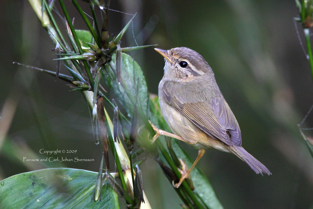 Raddes Warbler (?)