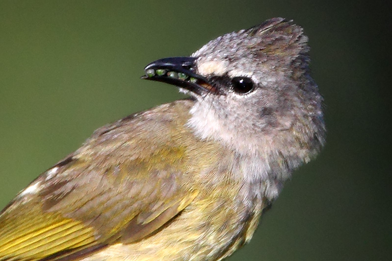 Flavescent Bulbul