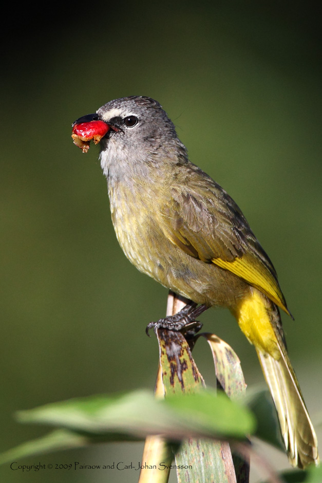 Flavescent Bulbul