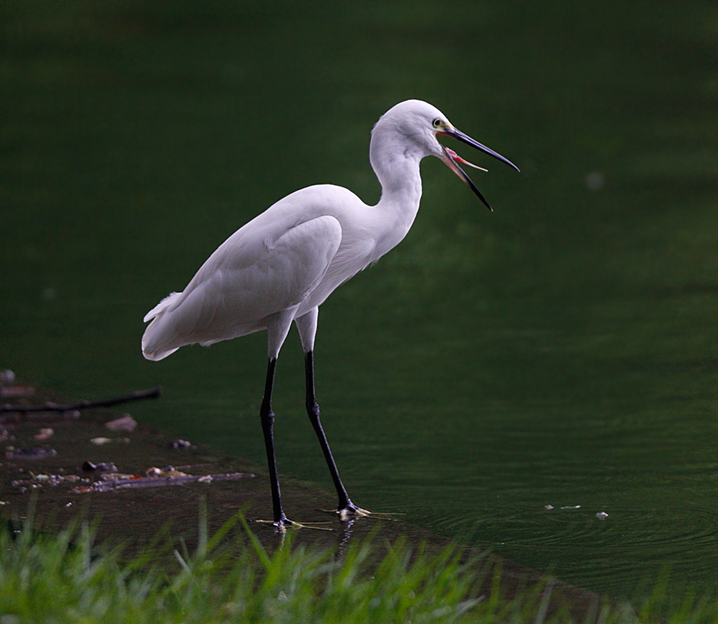 Little Egret