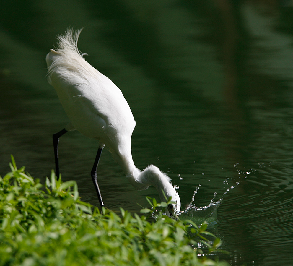 Little Egret