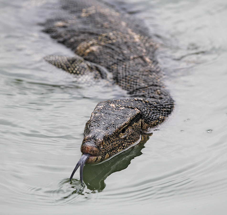 Water monitor