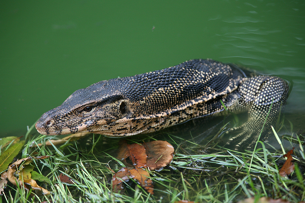 Water Monitor