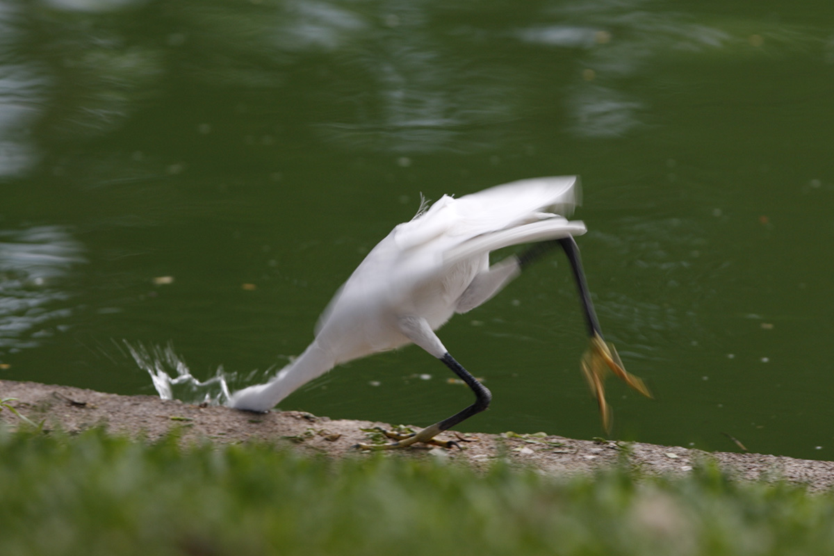Little Egret