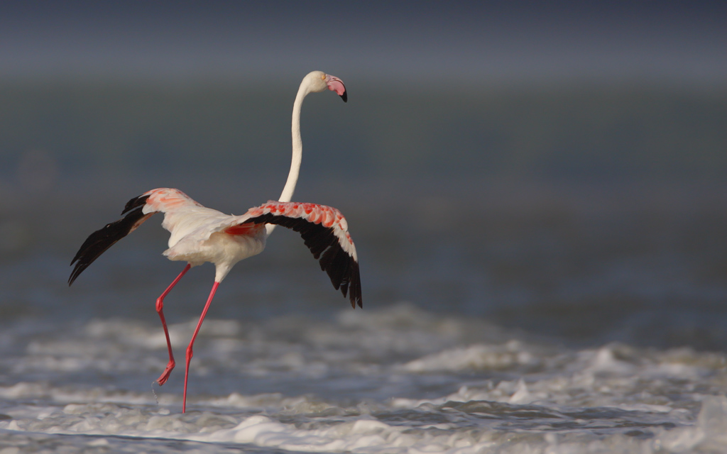 Greater Flamingo in Thailand