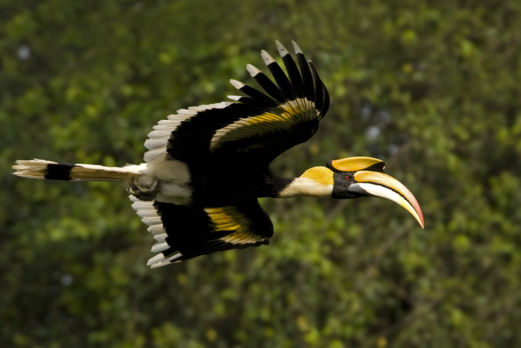 Great Hornbill (male)