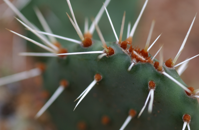 spines