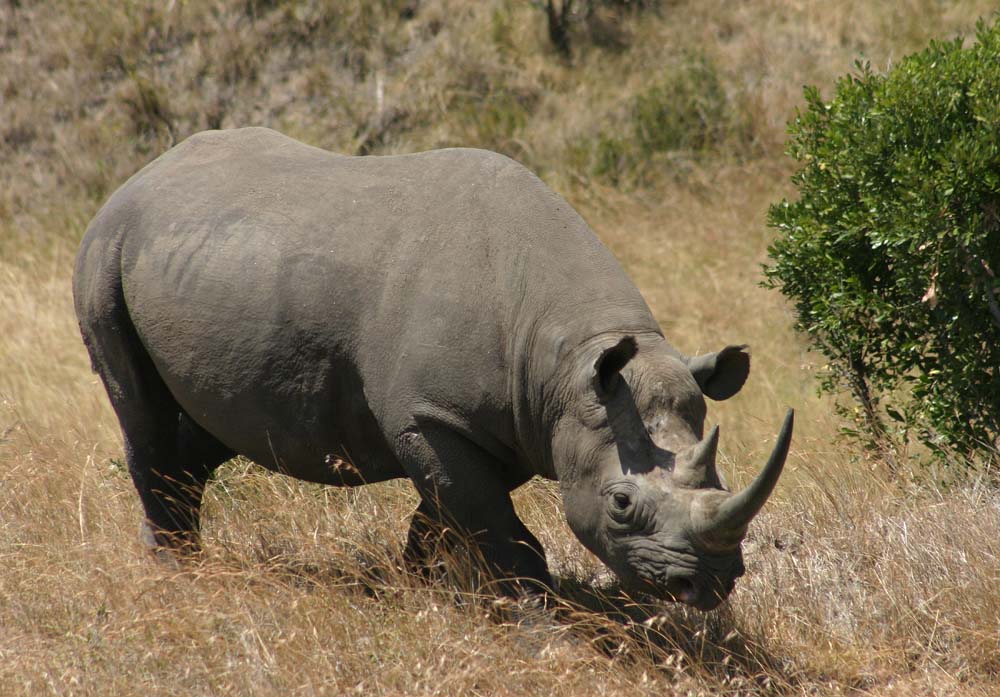female? rhino