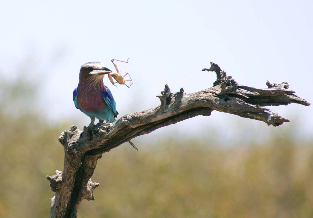 roller and prey