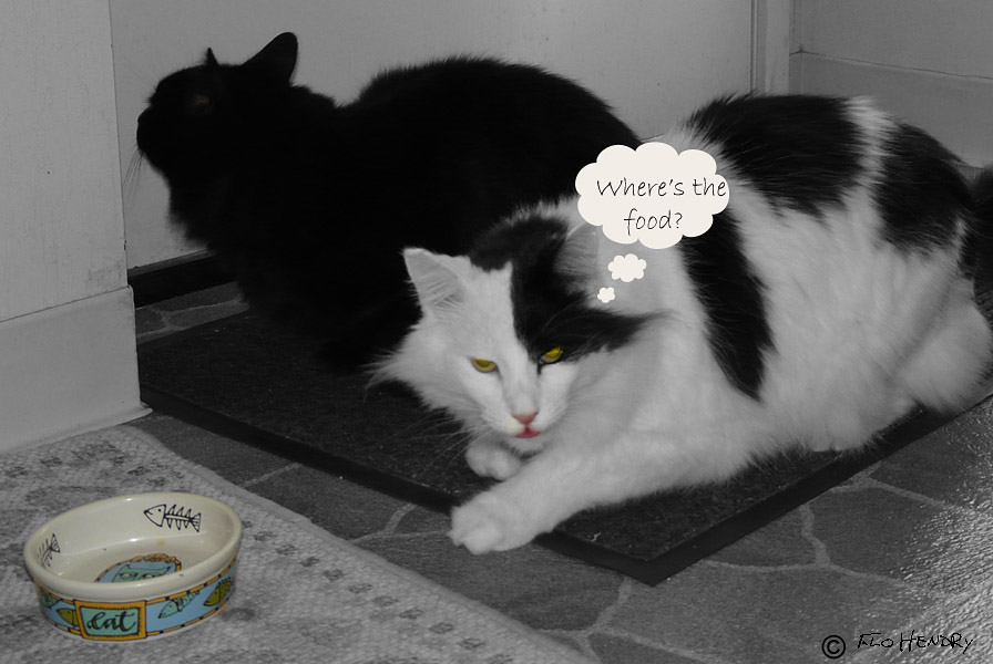 Food or Revenge!