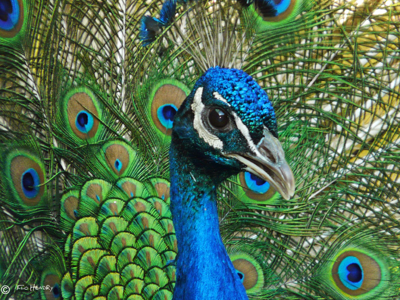 Wild Peacock