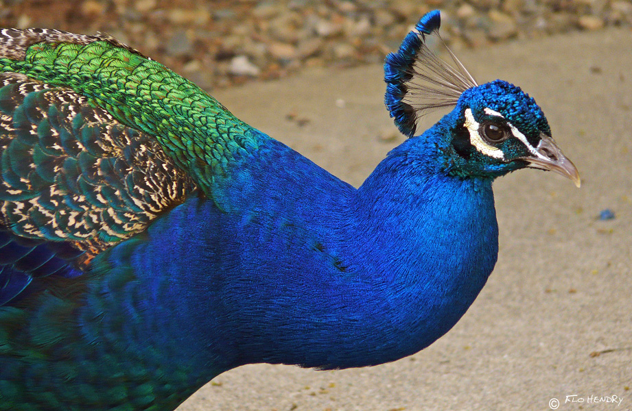 Peacock