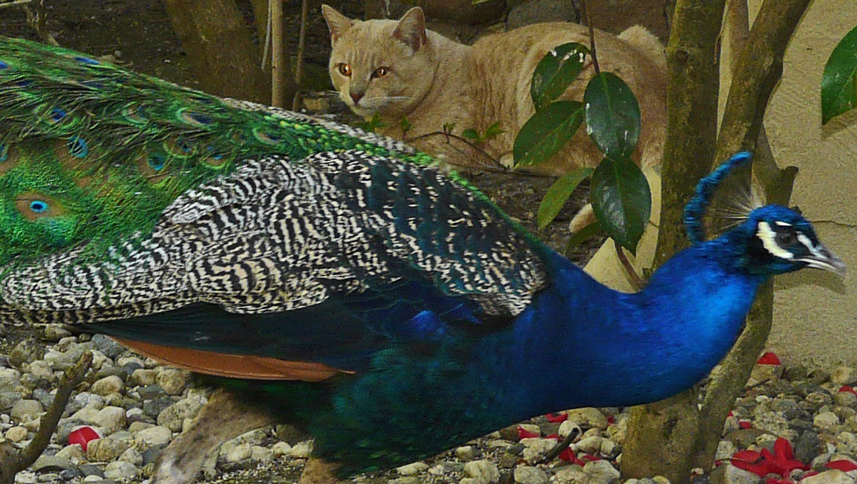 Eyes on the Strutting Peacock