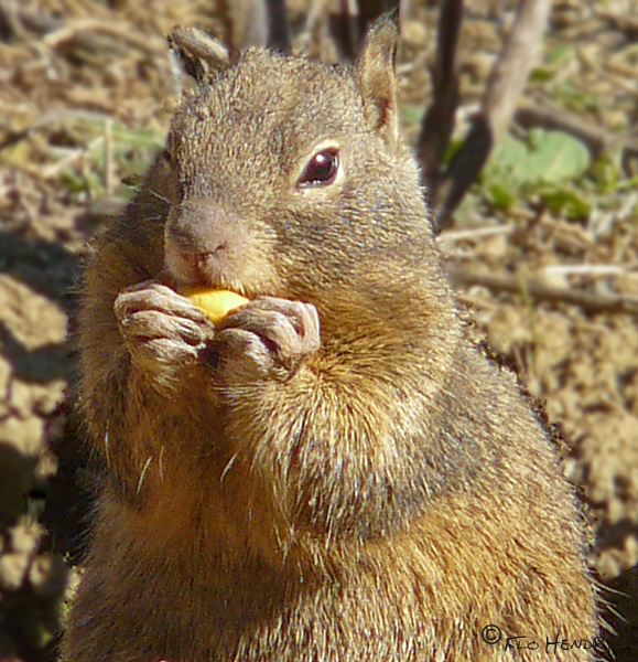 Ground Squirrel