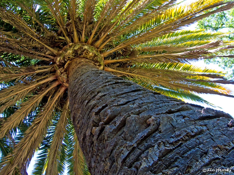 Up Another Palm Tree