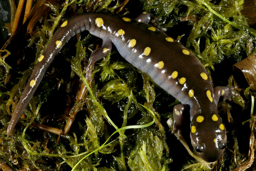 Yellow-spotted Salamander