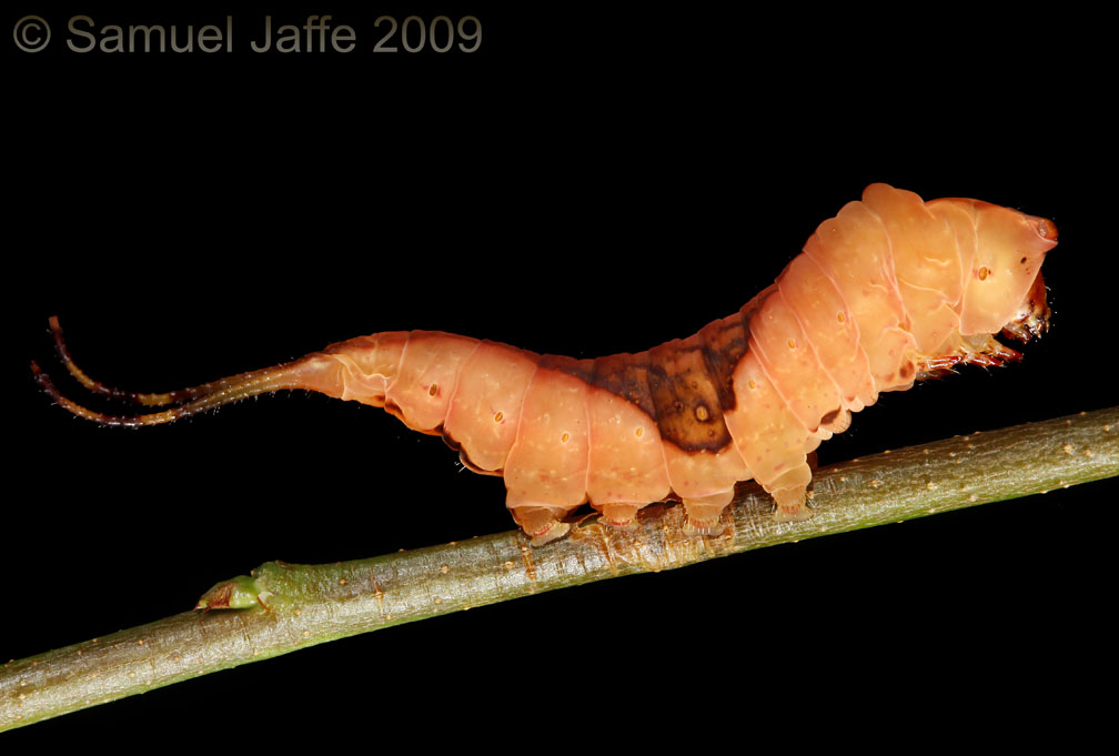 Furcula borealis - White Furcula