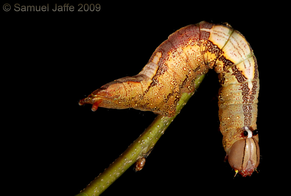 Heterocampa umbrata - White Blotched Prominent
