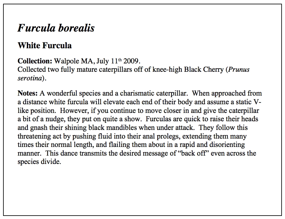 Furcula Essay