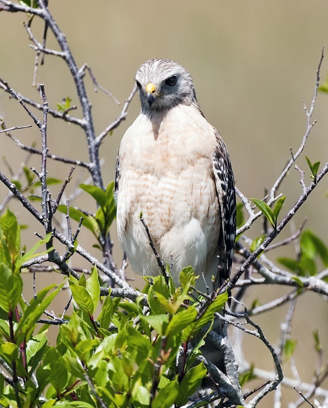 Red-shouldered Hawk