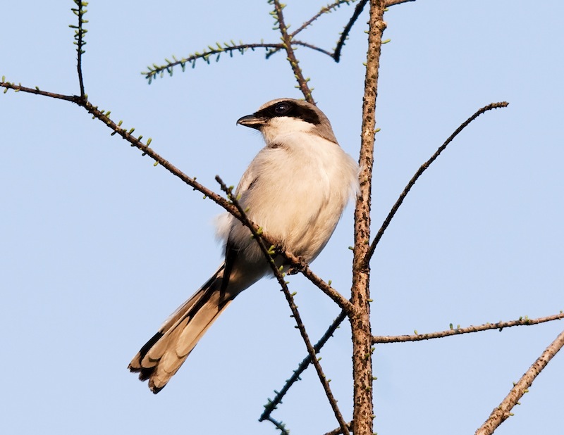 Loggerhead Shrike