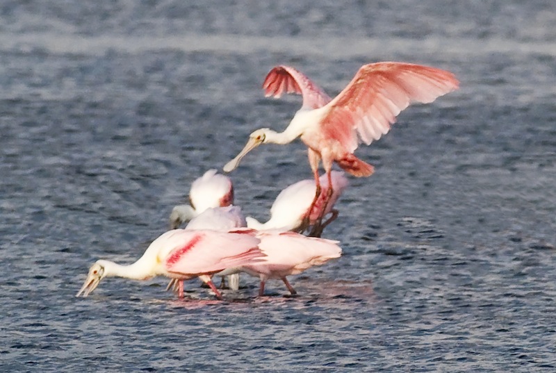 Roseate Spoonbills