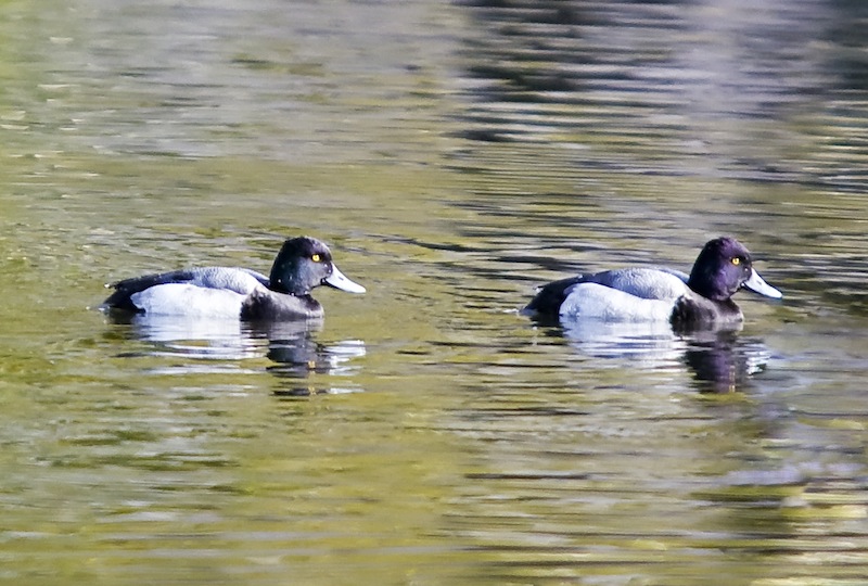 Greater Scaup Ducks