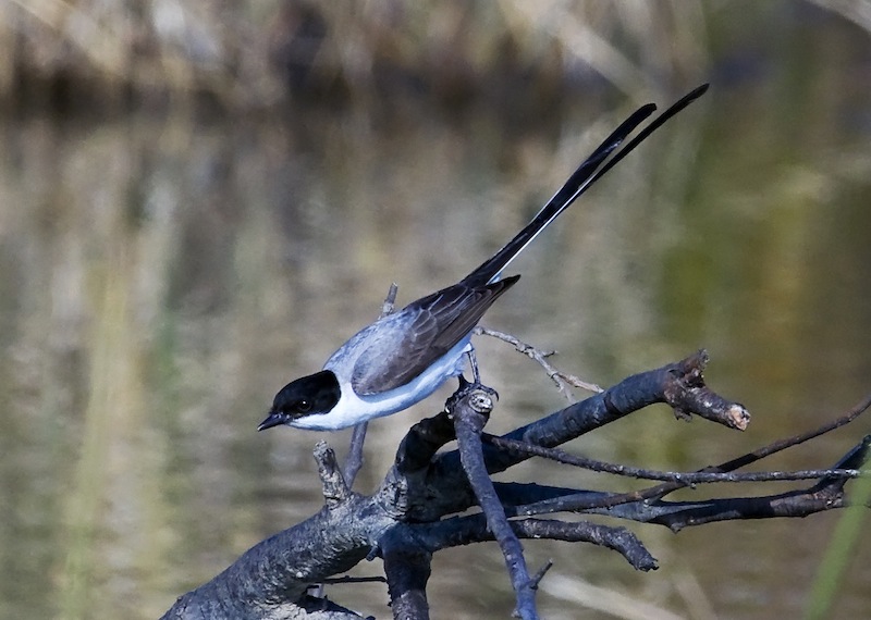 Fork-Tailed Flycatcher