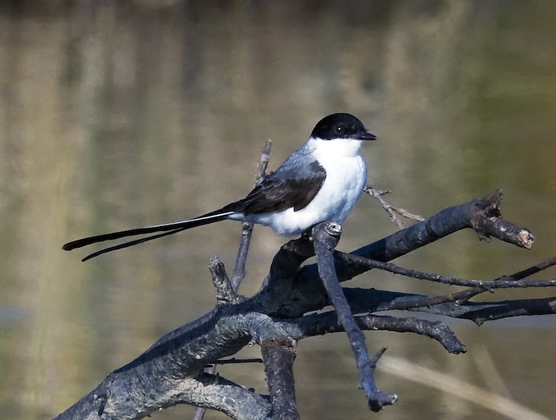 Fork-Tailed Flycatcher