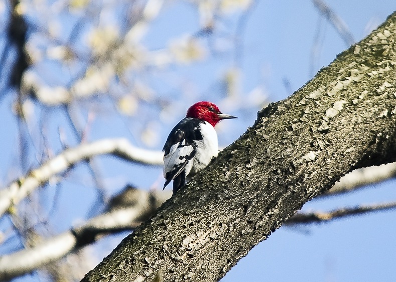 Red-headed Woodpecker (juvenile)